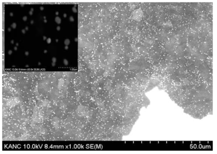 산화그래핀-금 나노입자 복합재료의 SEM 이미지