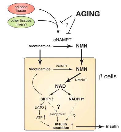 노화에 따른 NAD 합성과 인슐린 분비 저해