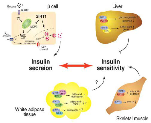 Glucose homeostasis에서의 Sirt1의 역할