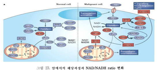 암에서의 해당과정과 NAD/NADH ratio 변화