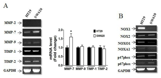 Differential expression of MMPs (A) and NADPH oxidase subunits (B) depending on invasive ability of human colon cancer cells