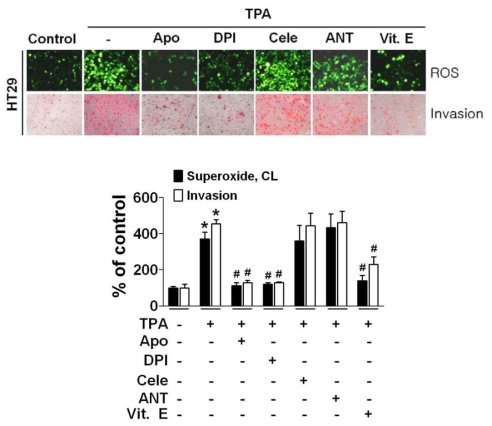 TPA-induced invasion and ROS production were suppressed by NADPH oxidase inhibitors (Apo, DPI), and antioxidant (Vitamin E), but not by inhibitors of cytosolic COX (celecoxib) and mitochondria (antimycin A).