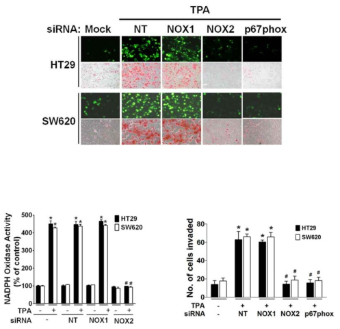 TPA-induced invasion and ROS production were suppressed by silencing of NOX2 and P67Phox with siRNAs.