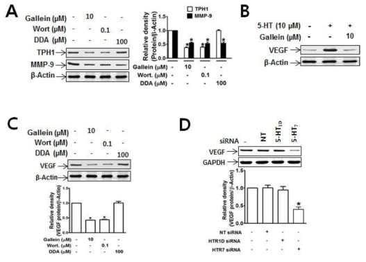 5-HT-induced expression of not only TPH1 and MMP-9, but also VEGF in MDA-MB-231 cells, which was also mediated through 5-HT7 receptors.