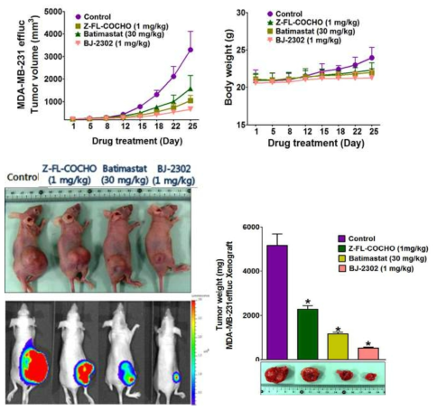 Anti-tumor activity of BJ-2302 in MDA-MB-231 Luc2-td Tomato breast cancer cell-xenografted mouse tumor model. Compared to Z-FL-COCHO (CTSS inhibitor) and batimastat (MMP inhibitor), BJ-2302 dramatically suppressed tumor growth.