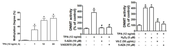 TPA enhances β-catenin methylation and DNMT activity, which is blocked by pretreatment with 5-AZA and vitamin C