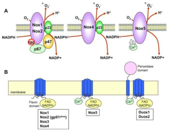 NOX isoform 특이적 활성화 구조