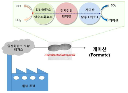 개략적인 모식도 A. woodii 를 사용하여 CO가 포함 제철 부생 폐가스를 활용하기 위한 전세포 생촉매 시스템 (CODH: CO dehydrogenase and FDH: formate dehydrogenase).