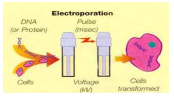 형질전환 기법 중 하나인 electroporation 과정