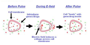 Electroporation을 통한 세포의 형질전환