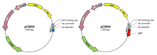 pCM66 backbone과 egfp cloning한 plasmid map