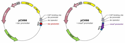 tac promoter와 mxaF promoter를 cloning한 pCM66 plasmid map