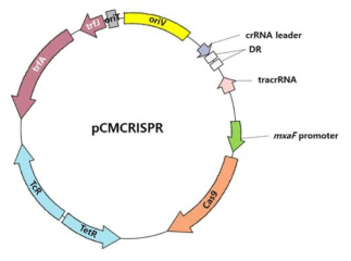 pCMCRISPR plasmid map