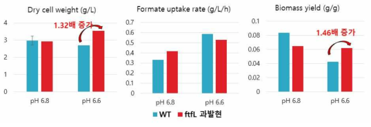 ftfL 과발현 균주와 Wild type(WT)의 growth 비교