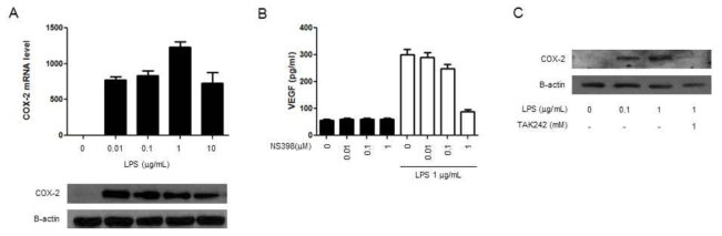 Monocyte에서 TLR-4 자극에 의한 COX-2 발현과 NS398에 의한 VEGF 생산 억제.