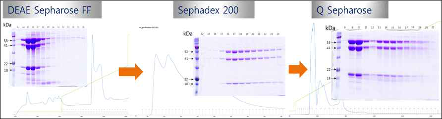 MMOH의 정제는 DEAE, S200, Q sepharose를 통하여 이루어졌으며, 각 소단 위체 (subnits)가 중합체를 이루고 있음을 확인함. SDS-PAGE에서의 젤 사진과 UV 280 nm에서의 FPLC profile을 표현하였음.