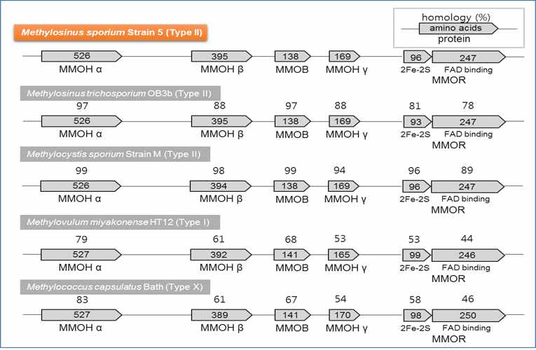 수용성 메탄 모노옥시제나제 (sMMO)의 유전자 유사도 검색을 통한 각활성 소단위체 (subunit)의 비교. Type II methanotrophs의 경우 높은 유전자 유사도를 보이는 반면 Type I 혹은 type X의 경우 매우 낮은 유사도를 보이는 특성을 나타냄.