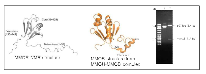 조효소 MMOB의 구조는 현재까지 M. capsulatus Bath에서만 NMR 구조를 통하여 확인되었고, MMOH-MMOB 중합체 구조는 단백질 결정을 통하여 밝혀짐. 본 과제에서는 MMOB 유전자를 pET30a에 삽입하여 대장균 내에서의 성공적인 발현을 시도함.