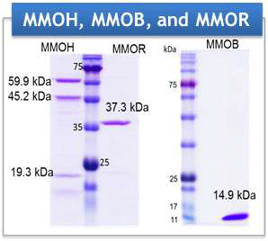 최종 정제 후 MMOH 각 소단위체 (subnunit) 및 조효소 (MMOB), 환원효소 (MMOR)의 정제로 후보효소군 4종을 확보함.