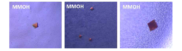 MMOH (Methylosinus sporium strain 5)로부터 얻어낸 단백 질 결정.