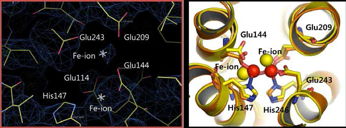 MMOH 활성부위의 전자밀도지도 (electron density map) 및 four-helix bundle내의 diiron의 구조를 기존의 M. trichosporium OB3b의 구조와 겹쳐 (superimposed structure)서 구조를 비교함.