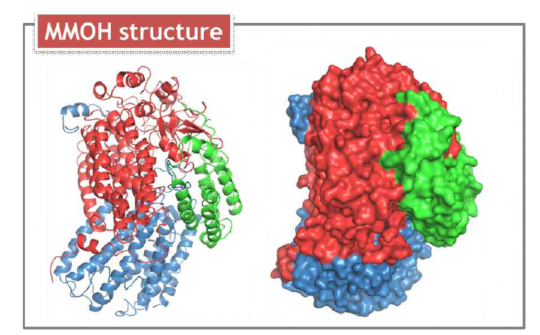 MMOH (Methylosinus sporium strain 5) monomer의 구조로 대부분 α-helices 구조를 포함하고 있으며, 기존 밝혀진 MMOH의 구조와 매우 유사한 성격을 포함하고 있음.