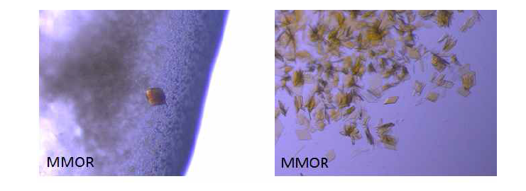 MMOR (Methylocystis sp. strain M 및 Methylosinus sporium strain 5)로부터 관측된 단백질 결정.