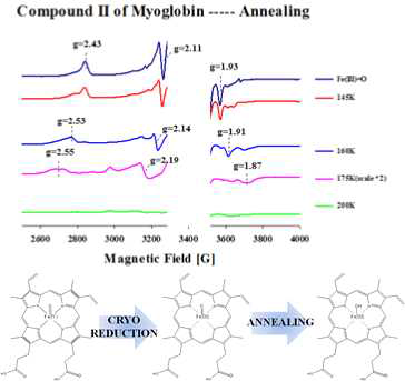 Cryoreduction 수행 후 annealing 실험을 통하여 분광학적 연구가 제한되었던, 금속 단백질의 활성부위 연구의 한계점 극복이라는 측면에서 매우 큰 성과로 기대됨.