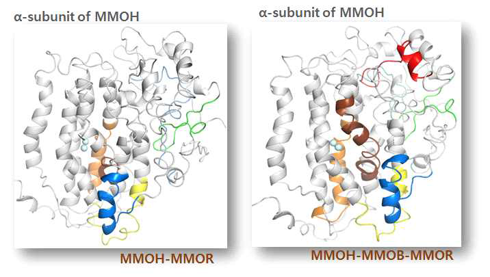 HDX-MS 정보를 구조에 적용하여, MMOB와 MMOR의 결합 위치에 대한 정보와 보조효소로서의 역할을 확인 할 수 있음.
