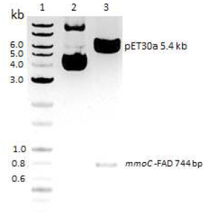 pET30a-FAD 플라스미드 구축.