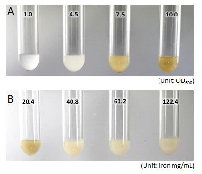 Cell/iron ratio에 따른 균주 (Ms. sporium 5) 배양액의 변화.