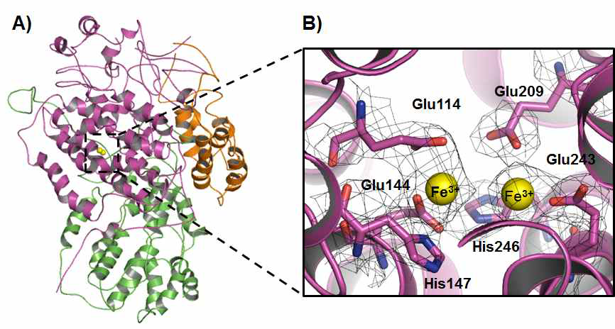 Diiron active site in four helical bundle of α-subunit.