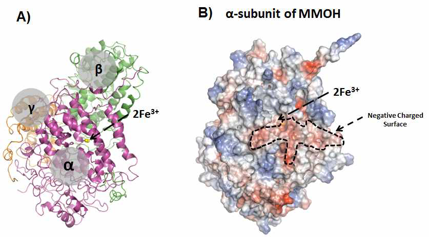 MMOH from Methylosinus sporium에서 α-subunit 부분만의 Electrostatic surface 분석. 점선으로 표시된 빨강부분의 영역은 negative charge를 지닌 아미노산 잔기들의 영역을 나타냄.