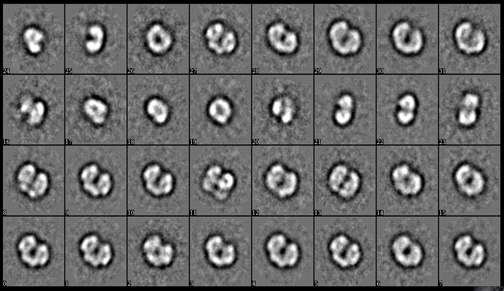 MMOH-MMOR negative staining 2D class image 확인.