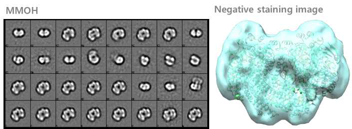 MMOH 2D staining image 및 분자군 모형 확인.