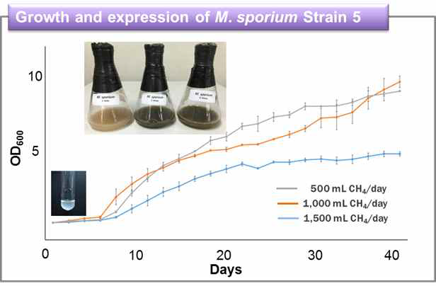 Methylosinus sporium strain 5의 메탄가스 주입에 따른 균주의 성장곡선