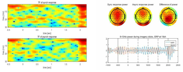 동기화된 반응과 비동기화된 자극에 대한 반응의 주파수에 따른 발현 비교(좌) 및 두 반응의 알파파 발현 위치, 크기 비교(우)
