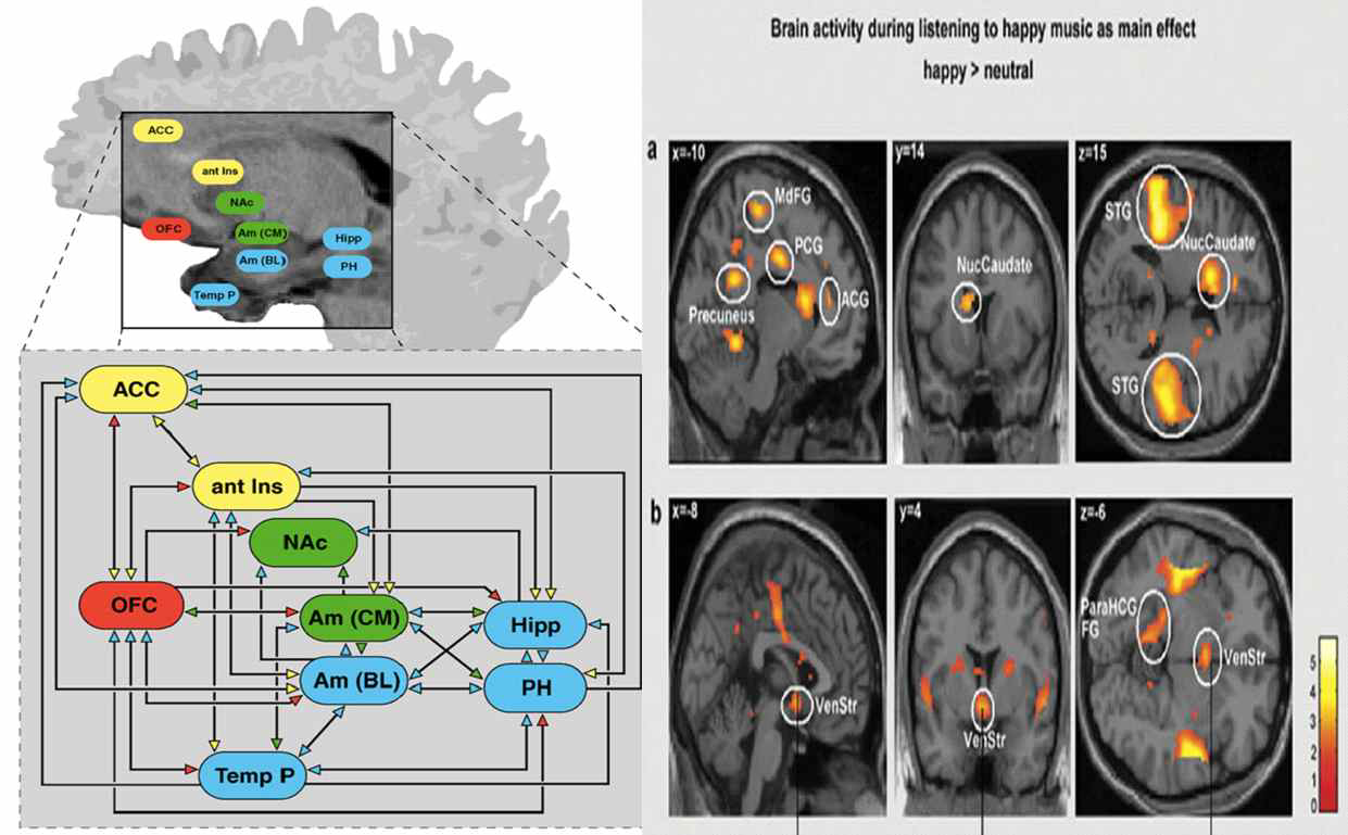 좌 - 음악 인지에 관여하는 대뇌 영역; 우 - 음악의 정서적 영향에 따른 대뇌 피질의 반응의 차이 연구