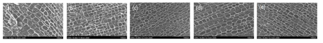 공정 온도에 따른 탄화 코르크의 주사전자현미경 사진 (a)600도 (b)700도 (c)800도 (d)900도 (e)1000도