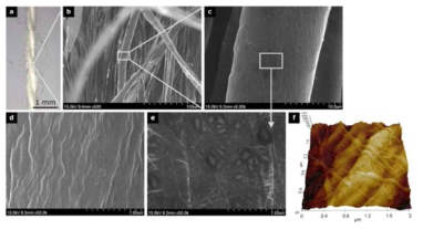 단일벽탄소나노튜브가 코팅된 목화실의 주사전자현미경 사진 및 AFM 표면 분석