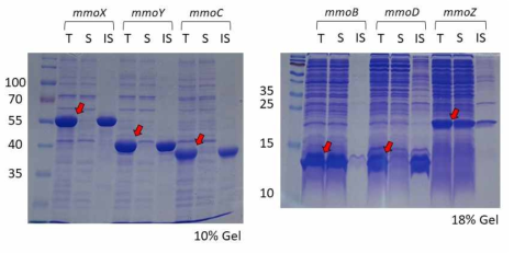 Wild type 서열을 이용한 MMO subunits 단백질 발현