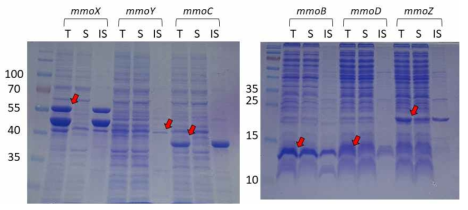 Codon harmonization 서열을 이용한 MMO subunits 단백질 발현