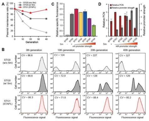 STAPL 시스템에서의 플라스미드의 안정적인 유지 및 PCN 조절 기능
