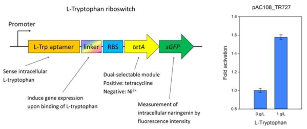 L-트립토판 RNA 스위치. RNA 스위치의 구조 및 각 부분의 역할(좌) RNA 스위치의 작동 확인(우)