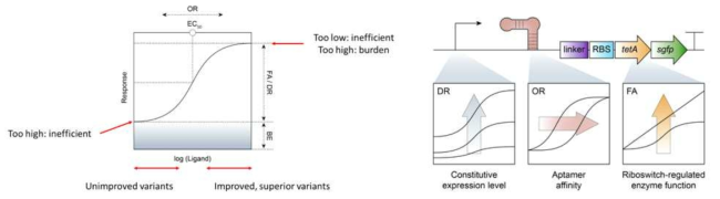 RNA 스위치의 용량-반응 곡선(좌) 과 조절 가능한 부품들(우)