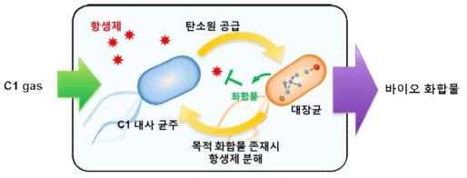 population controller가 적용된 미생물 컨소시움에서의 균주 군집 조절 메커니즘