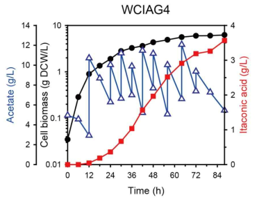 재조합 대장균 WCIAG4의 유가식 배양