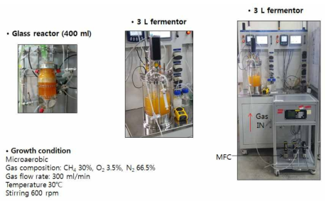 미생물 반응기 scale up