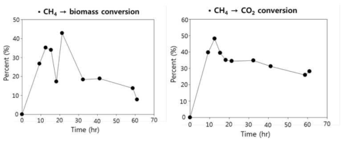 미생물에 의해 흡수된 CH4의 biomass 또는 CO2로의 측정 구간별 conversion rate. 측정 시간 사이의 전환율을 %로 표시함