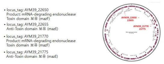 DH-1 strain의 native vector 내에 존재하는 toxin-antitoxin system